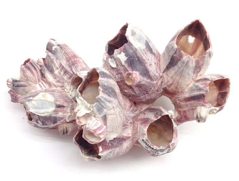 PEPPERLONELY Purple Barnacles Clusters for Saltwater Aquariums, 5 Inch ~ 7 Inch - Image 1